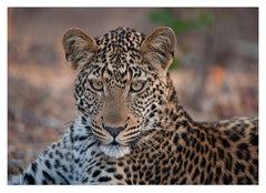 Leopard - Nahaufnahme