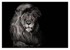 Löwe in Schwarz-Weiß