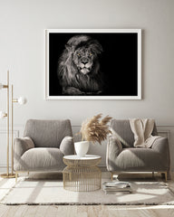 Löwe in Schwarz-Weiß