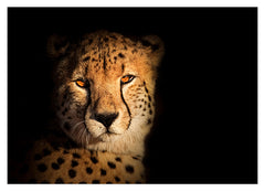 Gepard - Portrait