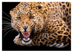 Fauchender Leopard