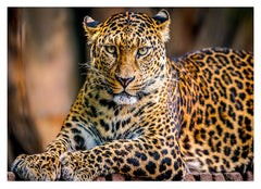 Liegender Leopard
