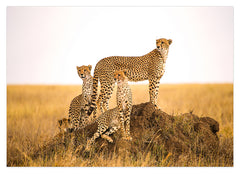 Geparden-Familie