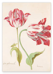 Jacob Marrel - Rot-Weiße Tulpen