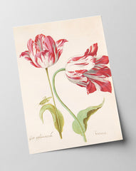 Jacob Marrel - Rot-Weiße Tulpen
