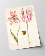 Jacob Marrel - Rot-Weiße Tulpen mit Schmetterling