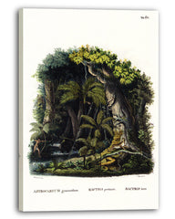 Dschungel Illustration