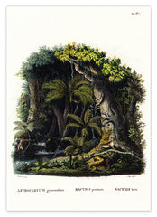 Dschungel Illustration