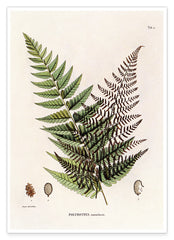 Polybotrya Osmundaceae - Zierpfeffer