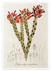 Physocalyx Aurantiacus - rote Blüten