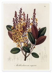 Moldenhawera Cuprea - Gelbe Blüten