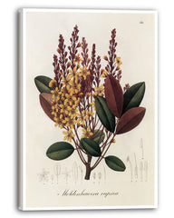 Moldenhawera Cuprea - Gelbe Blüten