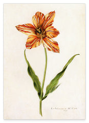 Blume mit orangener Blüte