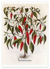 Piper Indicum Medium - Paprikagewächs