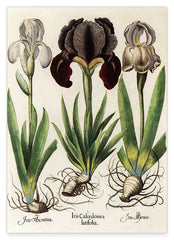 Iris-Blumen