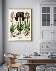Iris-Blumen
