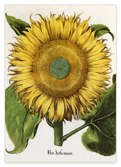 Sonnenblume - Gelbe Blüte