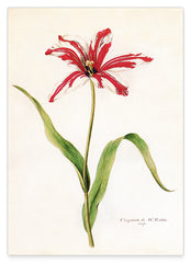 Rot-Weiße Lilie