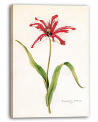 Rot-Weiße Lilie