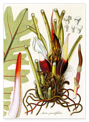Arum Pinnatifidum - Pflanze mit rot-weißen Blüten