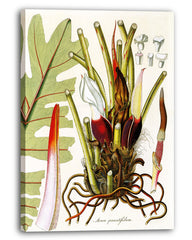 Arum Pinnatifidum - Pflanze mit rot-weißen Blüten