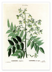Sophora Japonica - Schnurbaum