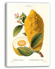 Citrus Medica - Zitrone am Zweig