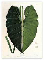 Blatt einer Tropenpflanze