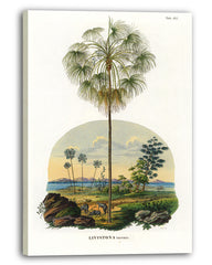 Livistona - Australische Landschaft mit Palmen