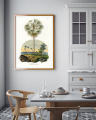 Livistona - Australische Landschaft mit Palmen