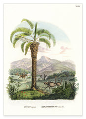 Cocos capitata - Tropische Landschaft