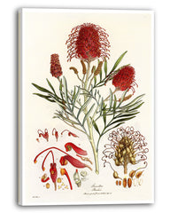 Grevillea Banksii - Silberbaumgewächs mit roten Blüten