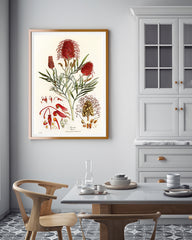Grevillea Banksii - Silberbaumgewächs mit roten Blüten