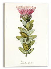 Protea Radiata - Königsprotea mit roter Blüte