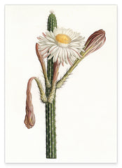 Cactus Ambiguus - Kaktus mit weißer Blüte