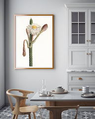 Cactus Ambiguus - Kaktus mit weißer Blüte