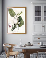 Magnolia Macrophylla - Großblättrige Magnolie