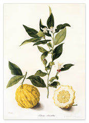 Citrus - Zitronen und Zitronenzweig