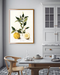 Citrus - Zitronen und Zitronenzweig