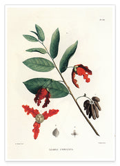 Monodora Undulata - Zweig mit roten Blüten