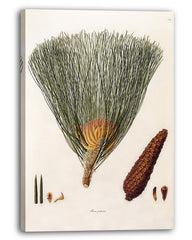 Pinus Palustris - Sumpf-Kiefer mit Zapfen