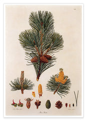 Pinus Pumila - Zwerg-Kiefer - Zweige und Zapfen