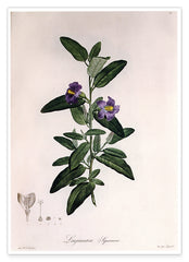 Pflanze mit lila Blüten