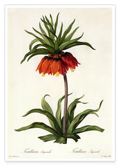 Fritillaria Imperialis - Kaiserkrone