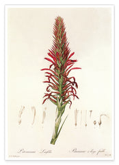 Pitcairnia - Pflanze mit roten Blüten