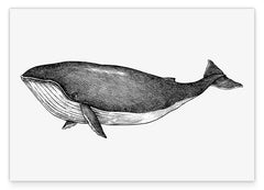 Leben im Meer - Buckelwal