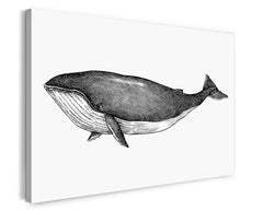 Leben im Meer - Buckelwal