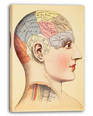 Phrenologie vom Kopf