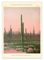 Arizona Kaktushain in der Sonora-Wüste