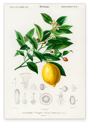 Pflanzenkunde zu Citrus Limonium